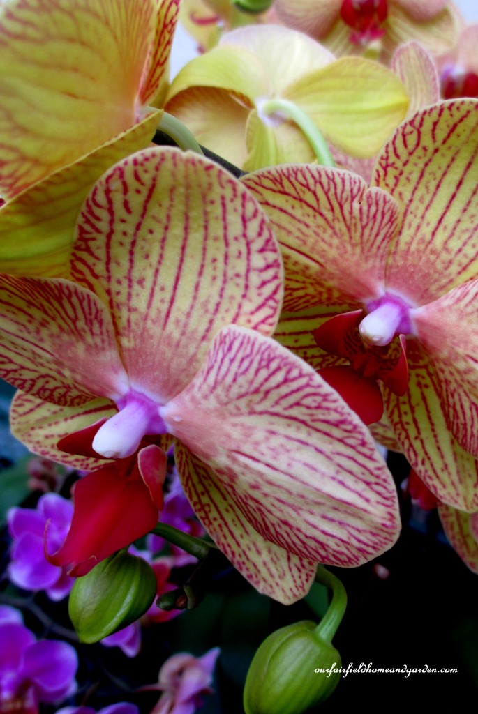 Longwood Gardens Orchids https://lolajack-global.jp.net/a-visit-to-longwood-gardens-orchid-extravaganza-2015/