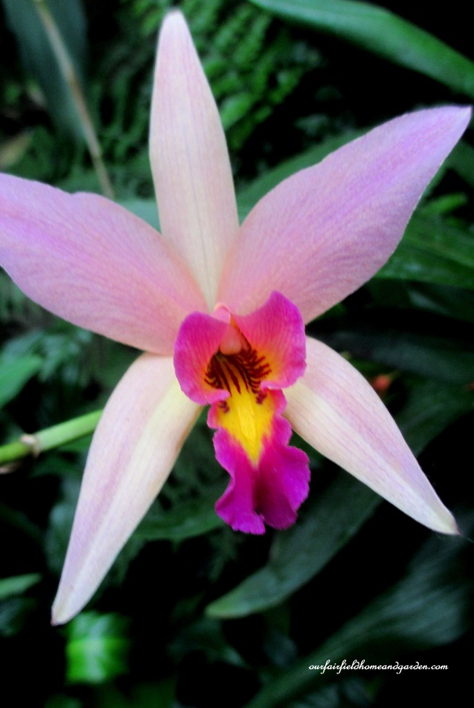 Longwood Gardens Orchid https://lolajack-global.jp.net/a-visit-to-longwood-gardens-orchid-extravaganza-2015/