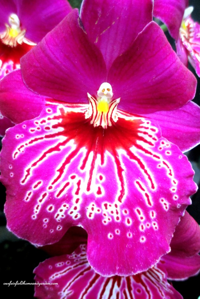 Longwood Gardens Orchids https://lolajack-global.jp.net/a-visit-to-longwood-gardens-orchid-extravaganza-2015/