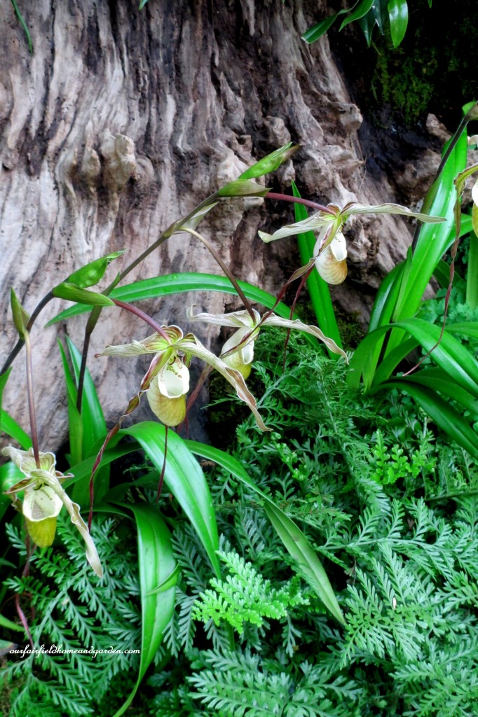Woodland Orchids~ Longwood Gardens https://lolajack-global.jp.net/a-visit-to-longwood-gardens-orchid-extravaganza-2015/