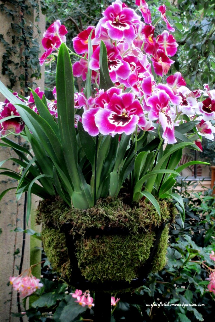Orchid Basket https://lolajack-global.jp.net/a-visit-to-longwood-gardens-orchid-extravaganza-2015/