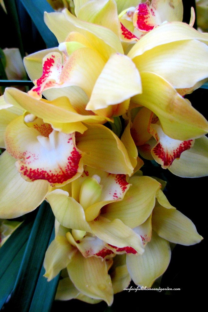 Longwood Gardens Orchids https://lolajack-global.jp.net/a-visit-to-longwood-gardens-orchid-extravaganza-2015/