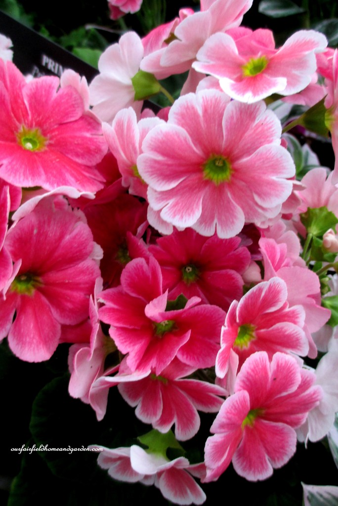 Primroses https://lolajack-global.jp.net/a-visit-to-longwood-gardens-orchid-extravaganza-2015/