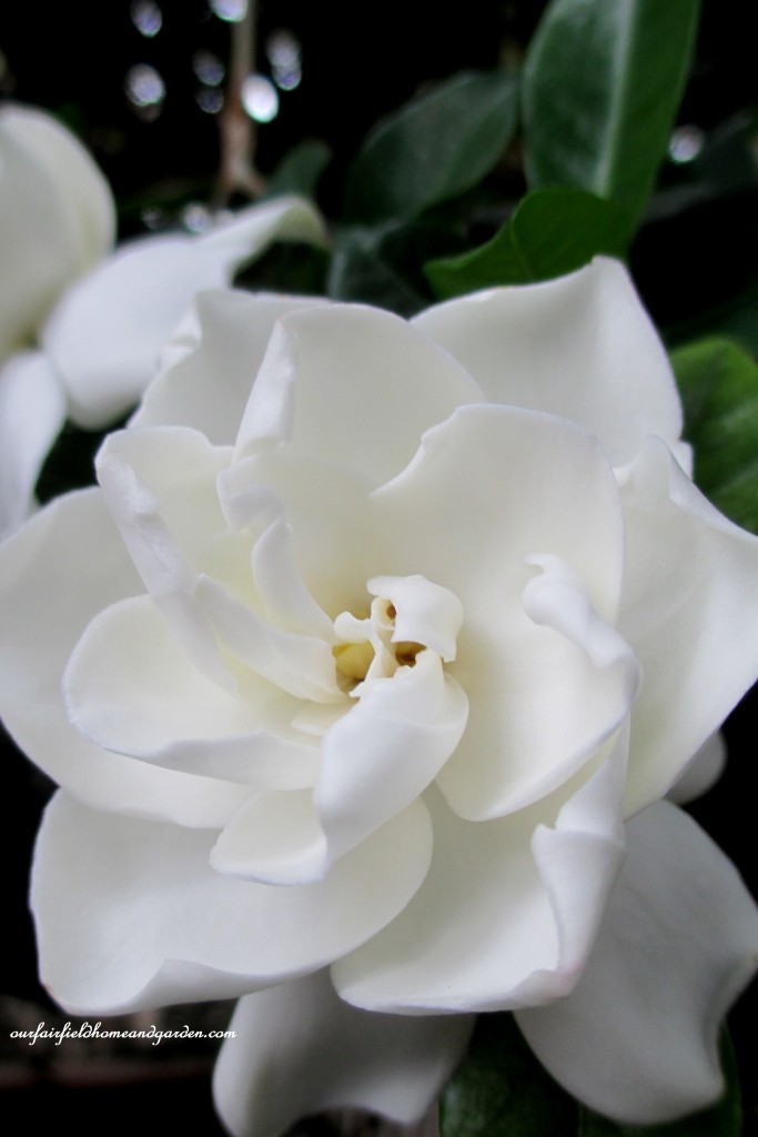 Gardenia Blossom https://lolajack-global.jp.net/a-visit-to-longwood-gardens-orchid-extravaganza-2015/