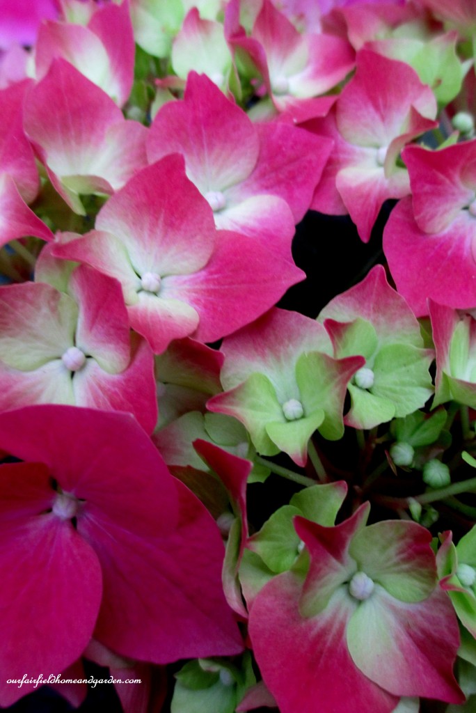 Hydrangea Blooms https://lolajack-global.jp.net/a-visit-to-longwood-gardens-orchid-extravaganza-2015/