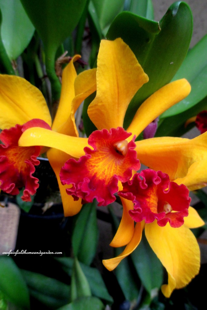 Longwood Gardens Orchids https://lolajack-global.jp.net/a-visit-to-longwood-gardens-orchid-extravaganza-2015/