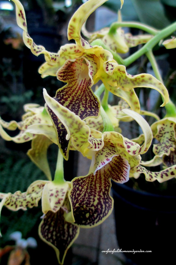Longwood Gardens Orchids https://lolajack-global.jp.net/a-visit-to-longwood-gardens-orchid-extravaganza-2015/