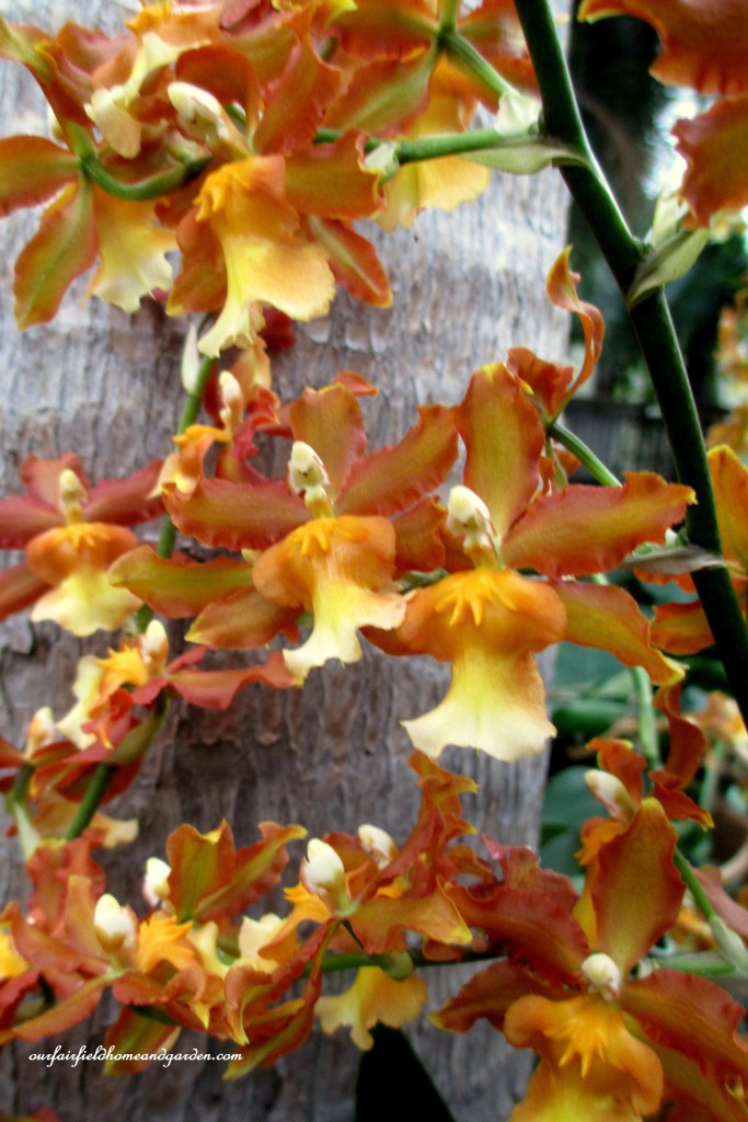Longwood Gardens Orchids https://lolajack-global.jp.net/a-visit-to-longwood-gardens-orchid-extravaganza-2015/