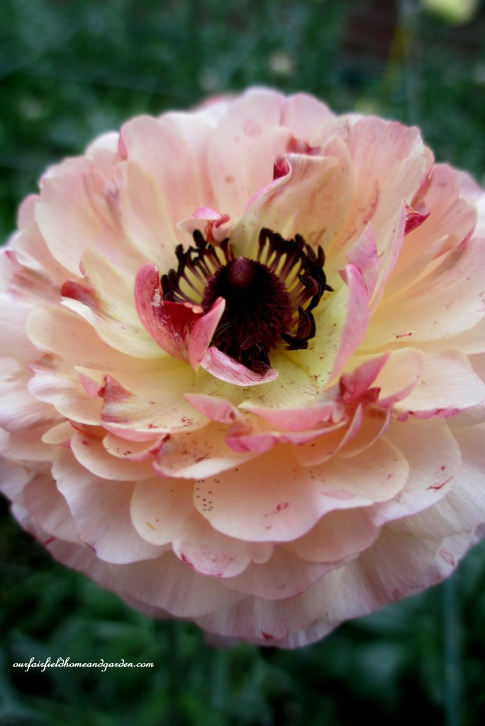 Ranunculus https://lolajack-global.jp.net/a-visit-to-longwood-gardens-orchid-extravaganza-2015/