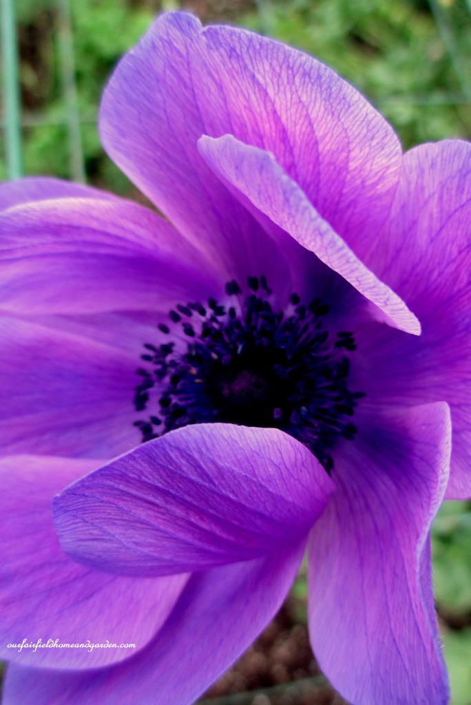 Anemone ~ Windflower https://lolajack-global.jp.net/a-visit-to-longwood-gardens-orchid-extravaganza-2015/