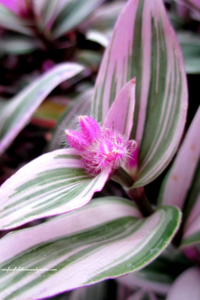 Variegated Tradescantia https://lolajack-global.jp.net/a-visit-to-longwood-gardens-orchid-extravaganza-2015/