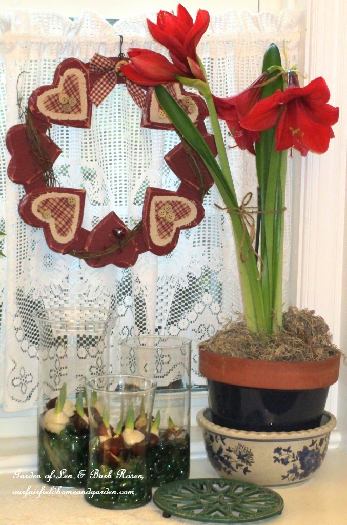 Amaryllis and pre-chilled tulips https://lolajack-global.jp.net/be-my-valentine-win-an-amaryllis/