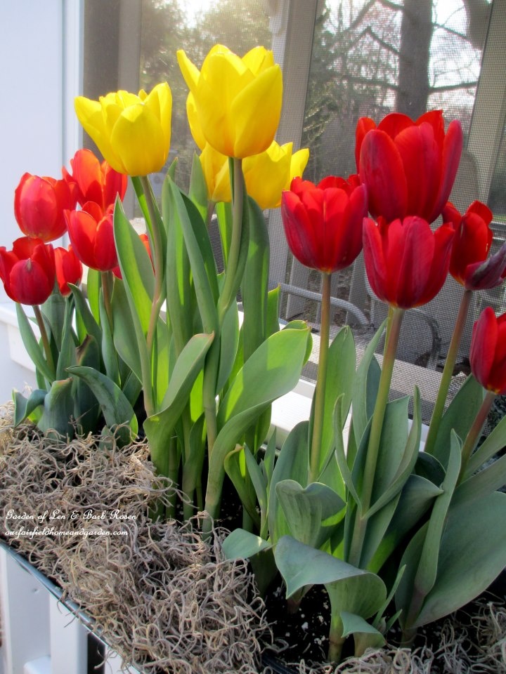 Tulips and More Tulips! https://lolajack-global.jp.net/spring-windowboxes/