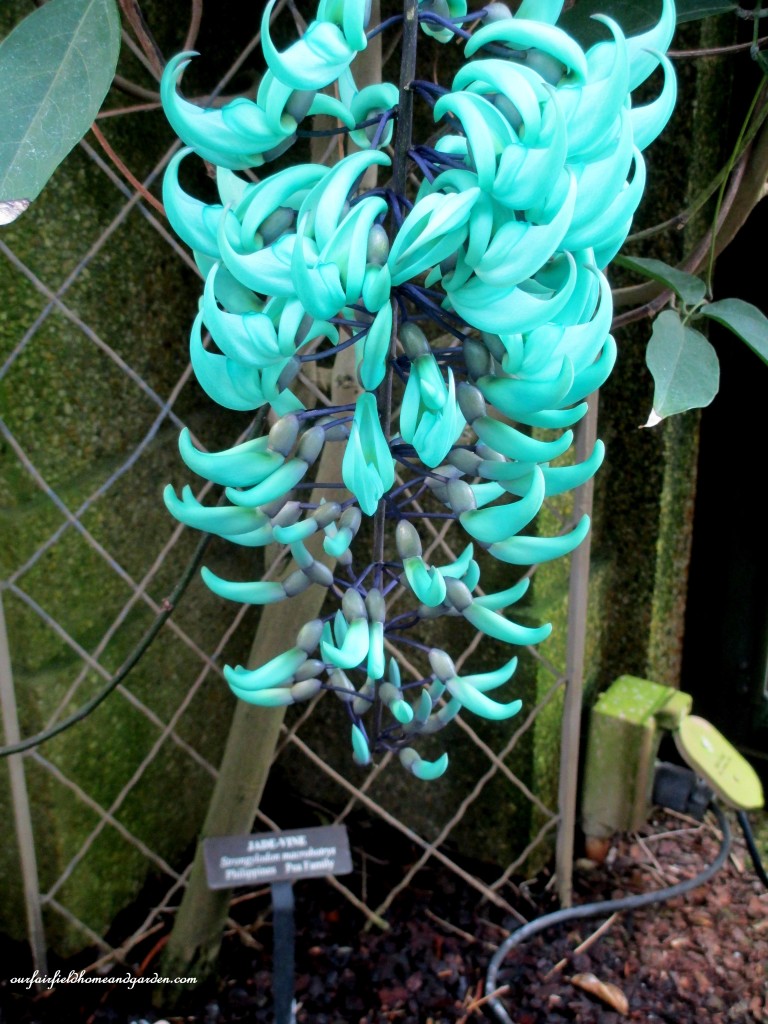 Jade Vine (strongylodon macrobotrys) growing at Longwood Gardens https://lolajack-global.jp.net/jade-vine-strongylodon-macrobotrys/