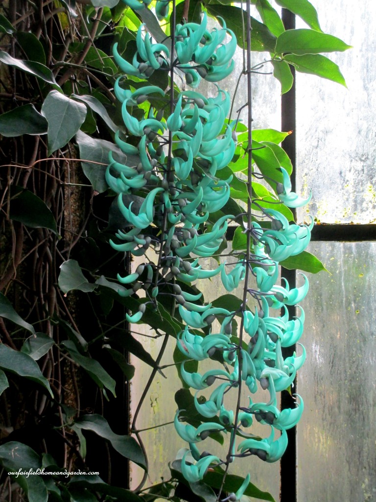Jade Vine https://lolajack-global.jp.net/jade-vine-strongylodon-macrobotrys/