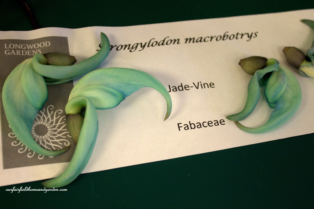 Jade Vine Petals https://lolajack-global.jp.net/jade-vine-strongylodon-macrobotrys/