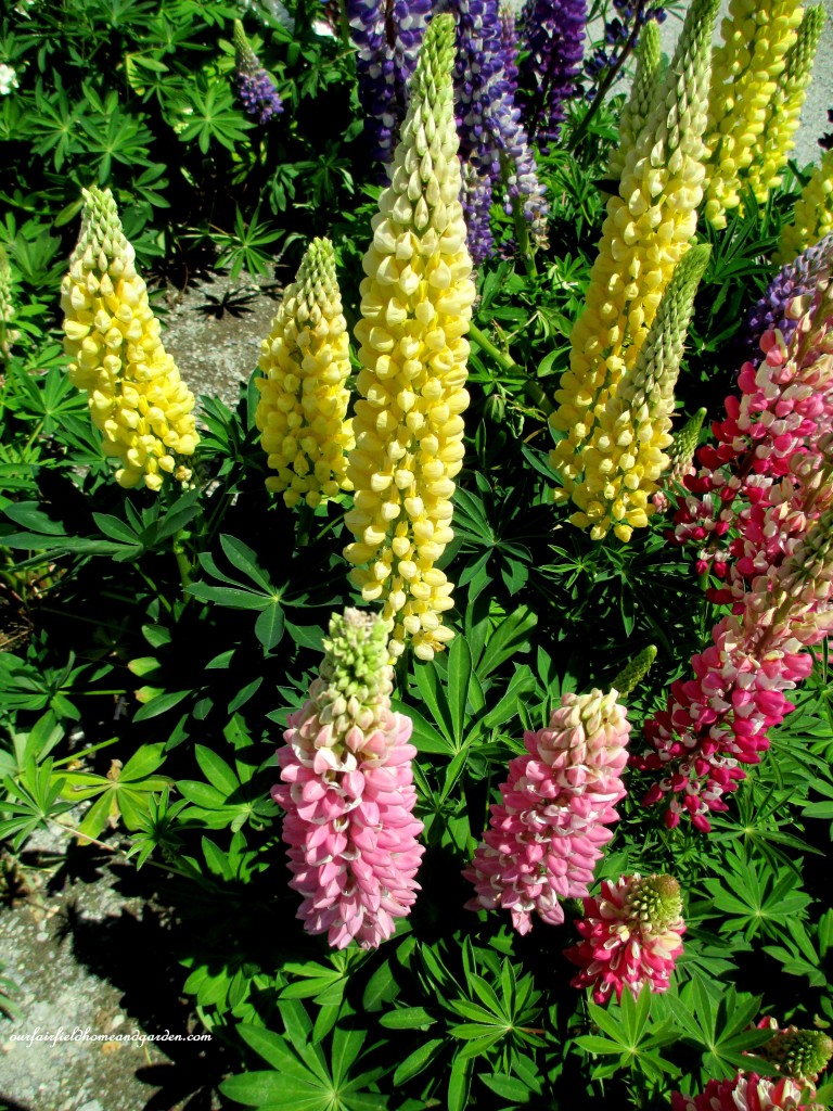 Colorful Lupines at Lone Pine Nursery https://lolajack-global.jp.net/road-trip-lancaster-county-greenhouses/