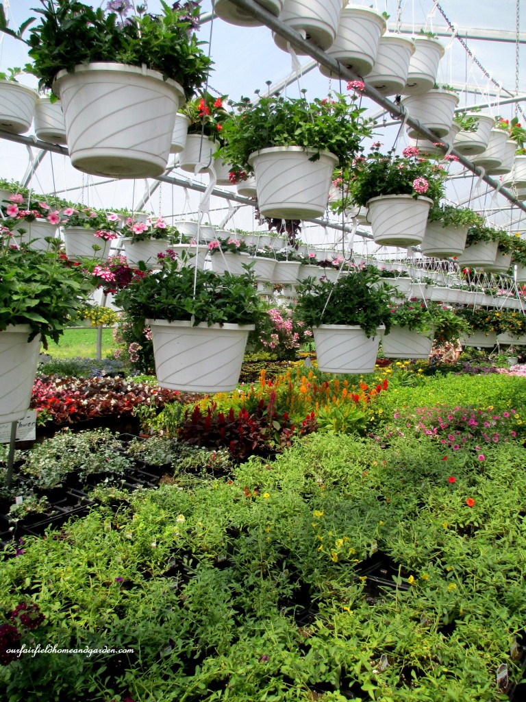 Greenhouses filled with plants of every kind! https://lolajack-global.jp.net/road-trip-lancaster-county-greenhouses/