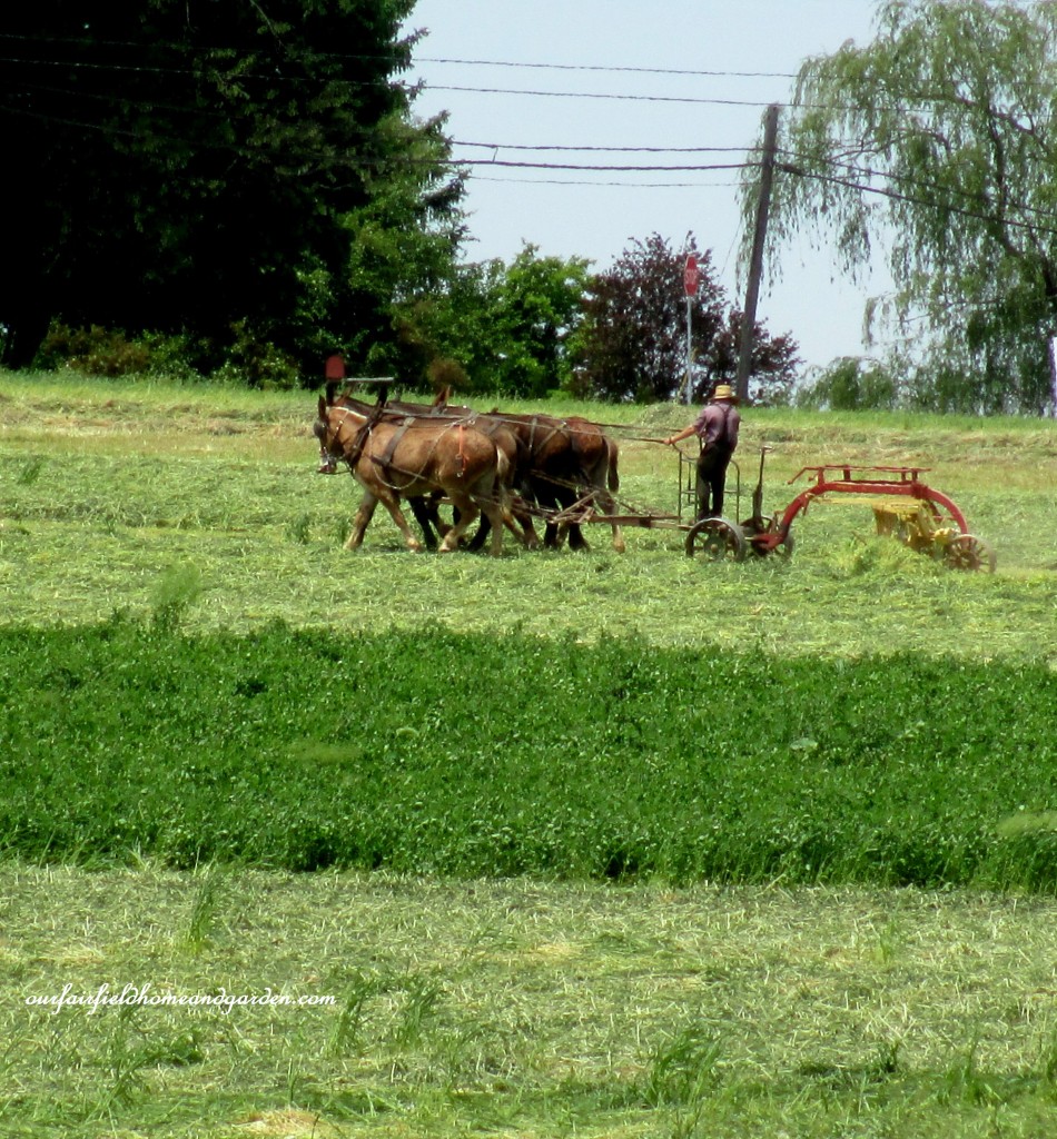Hay Mowing Time https://lolajack-global.jp.net/road-trip-lancaster-county-greenhouses/