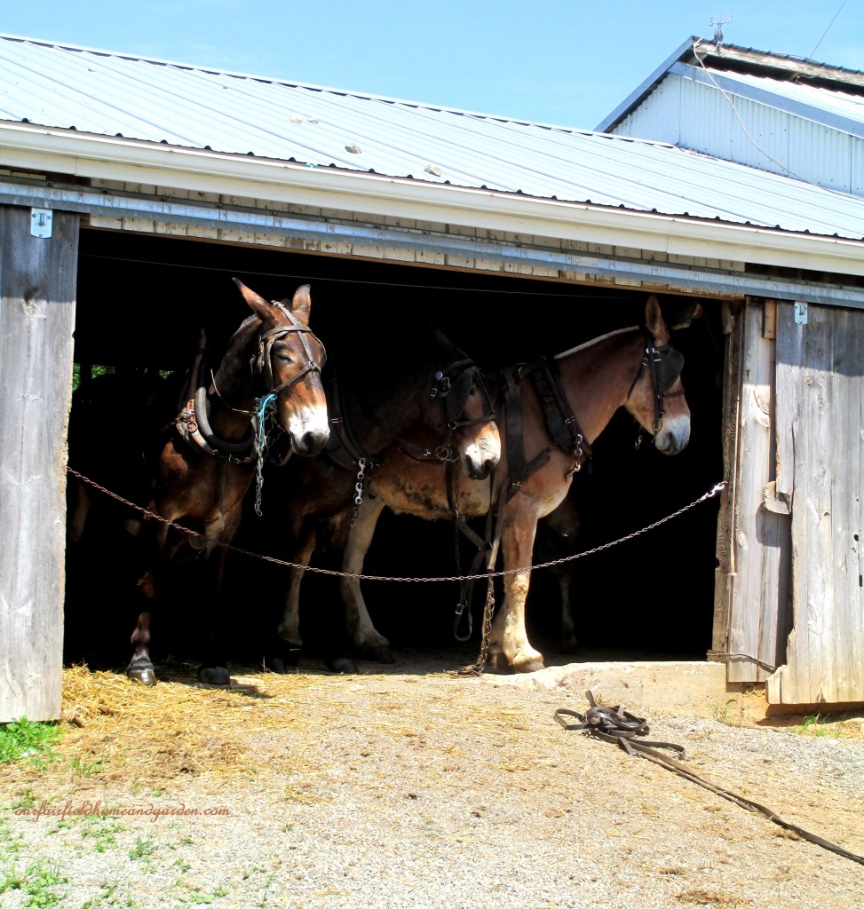 Noontime Rest https://lolajack-global.jp.net/road-trip-lancaster-county-greenhouses/