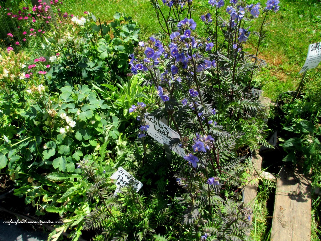 Perennials For Sale! https://lolajack-global.jp.net/road-trip-lancaster-county-greenhouses/