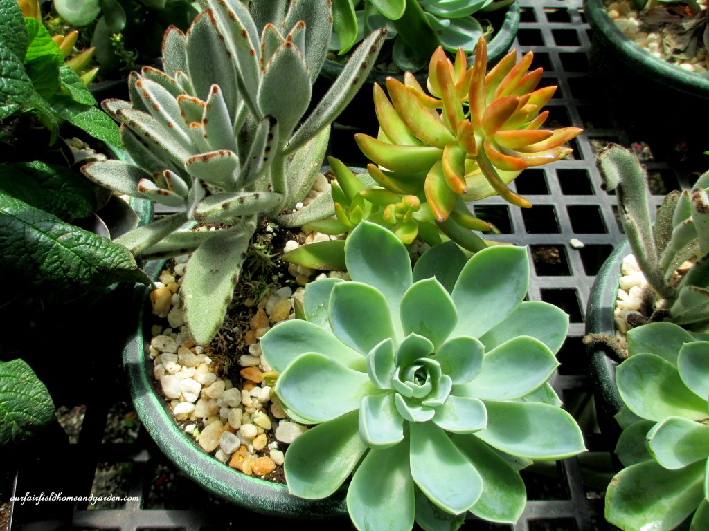 Succulent Bowl https://lolajack-global.jp.net/road-trip-lancaster-county-greenhouses/