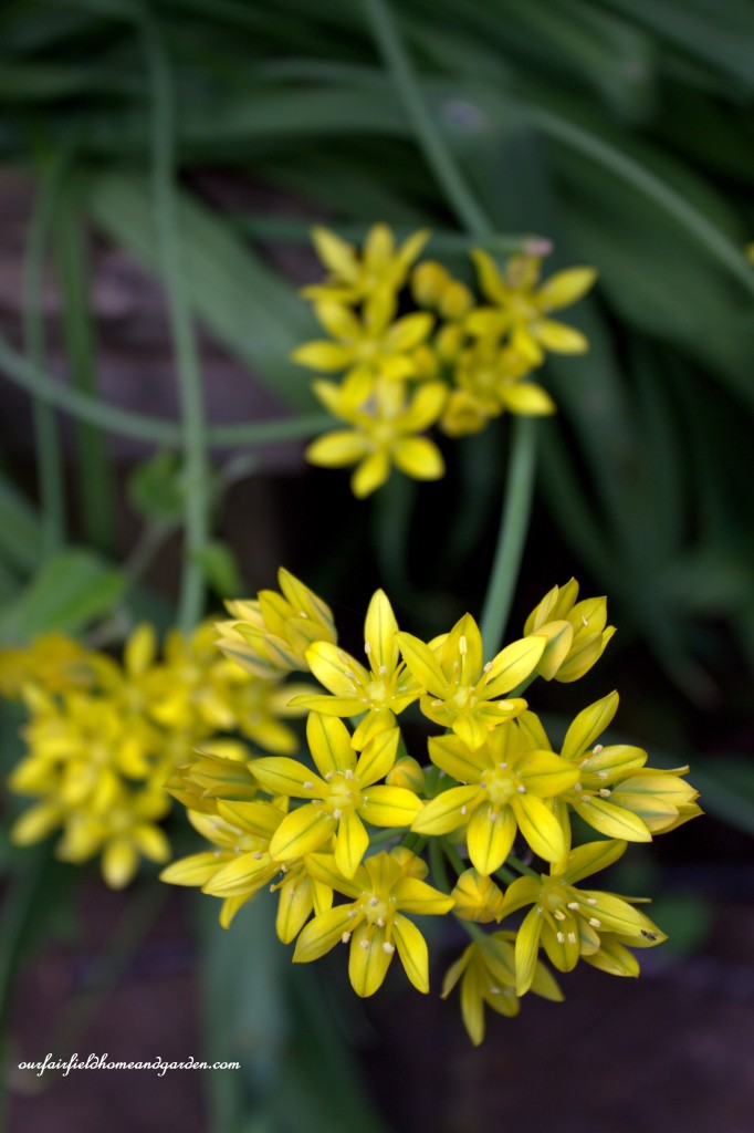 Allium ~ Cottage In the Roses https://lolajack-global.jp.net/cottage-in-the-roses/
