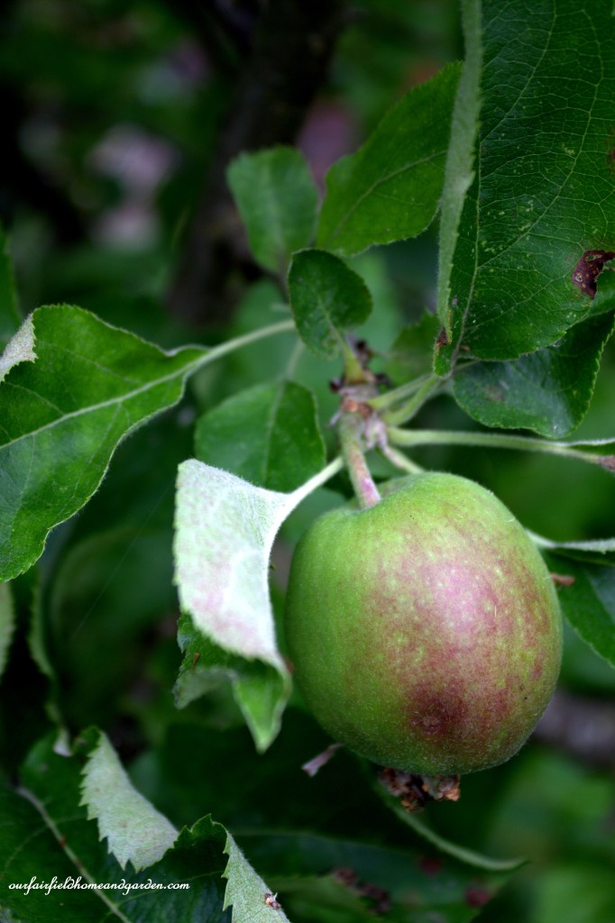 Apple Tree ~ Cottage In the Roses https://lolajack-global.jp.net/cottage-in-the-roses/