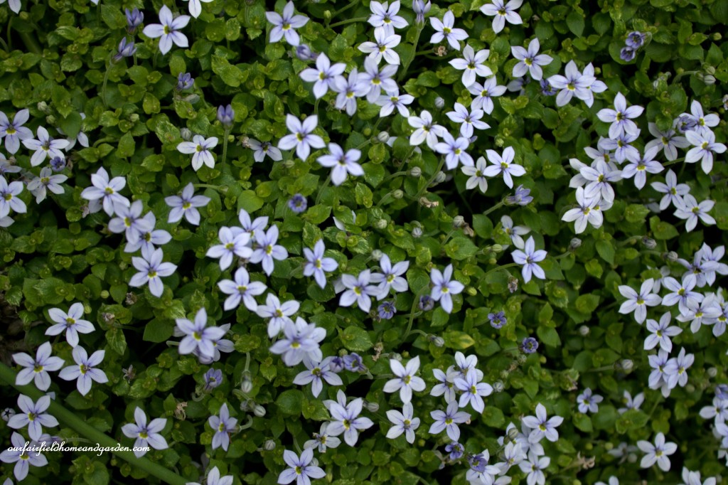 Blue Star Creeper ~ Cottage In the Roses https://lolajack-global.jp.net/cottage-in-the-roses/