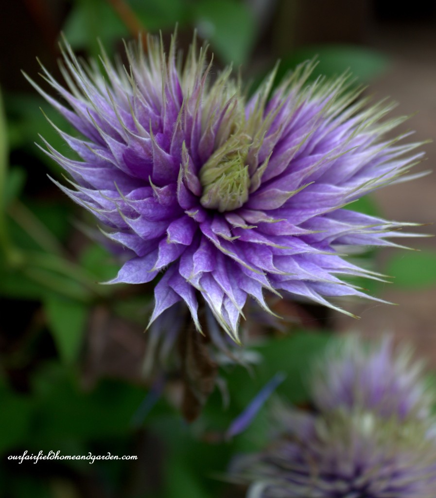 Clematis ~ Cottage In the Roses https://lolajack-global.jp.net/cottage-in-the-roses/