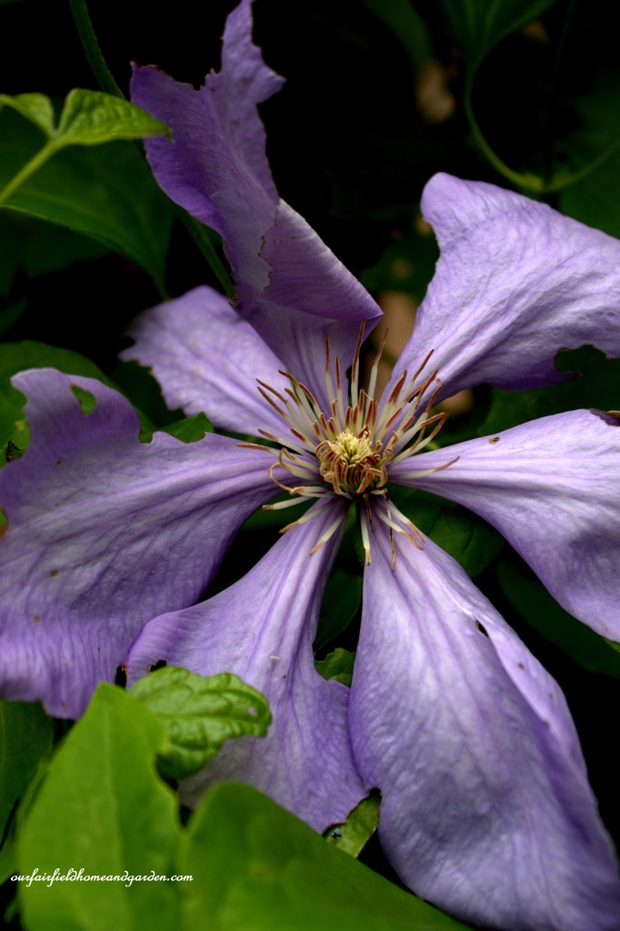 Clematis Vine ~ Cottage In the Roses https://lolajack-global.jp.net/cottage-in-the-roses/
