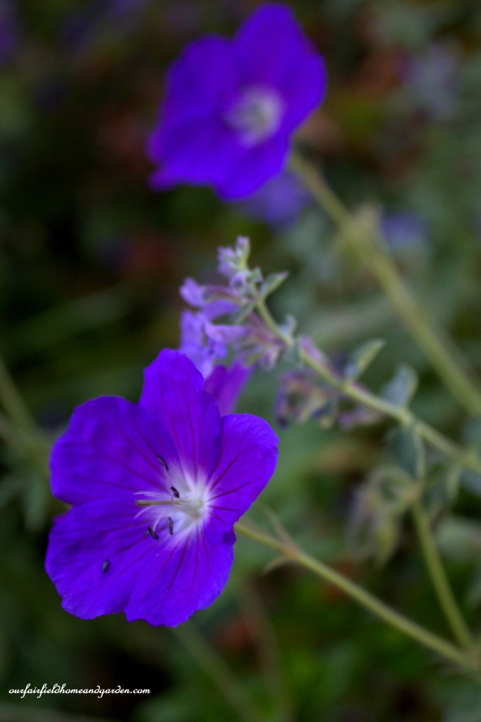 Perennial Geranium ~ Cottage In the Roses https://lolajack-global.jp.net/cottage-in-the-roses/