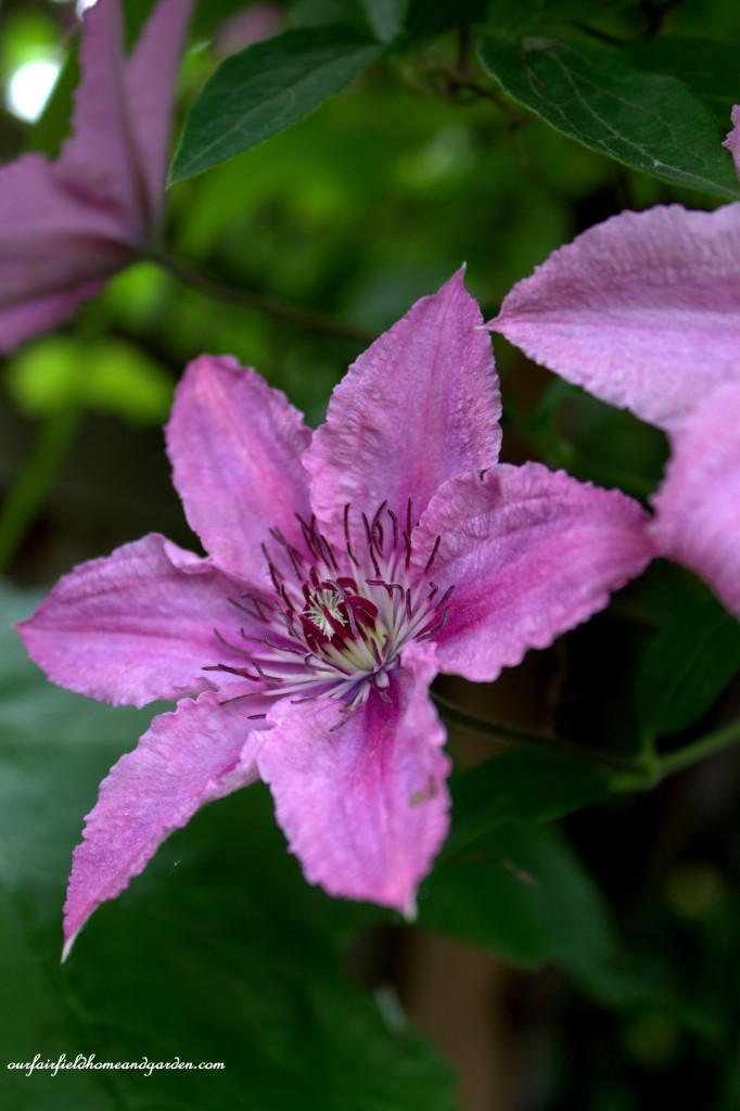 Pink Clematis ~ Cottage In the Roses https://lolajack-global.jp.net/cottage-in-the-roses/