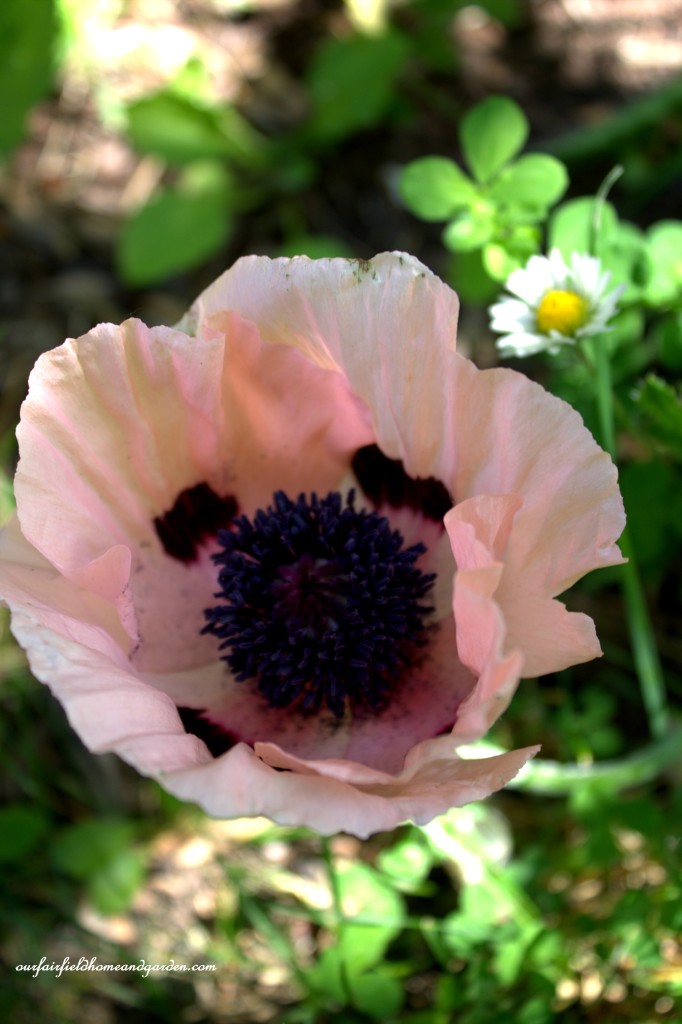 Poppy ~ Cottage In the Roses https://lolajack-global.jp.net/cottage-in-the-roses/