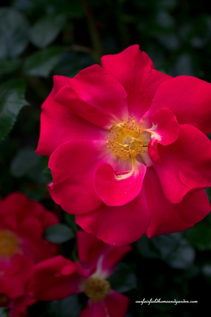 Rose Bloom ~ Cottage In the Roses https://lolajack-global.jp.net/cottage-in-the-roses/