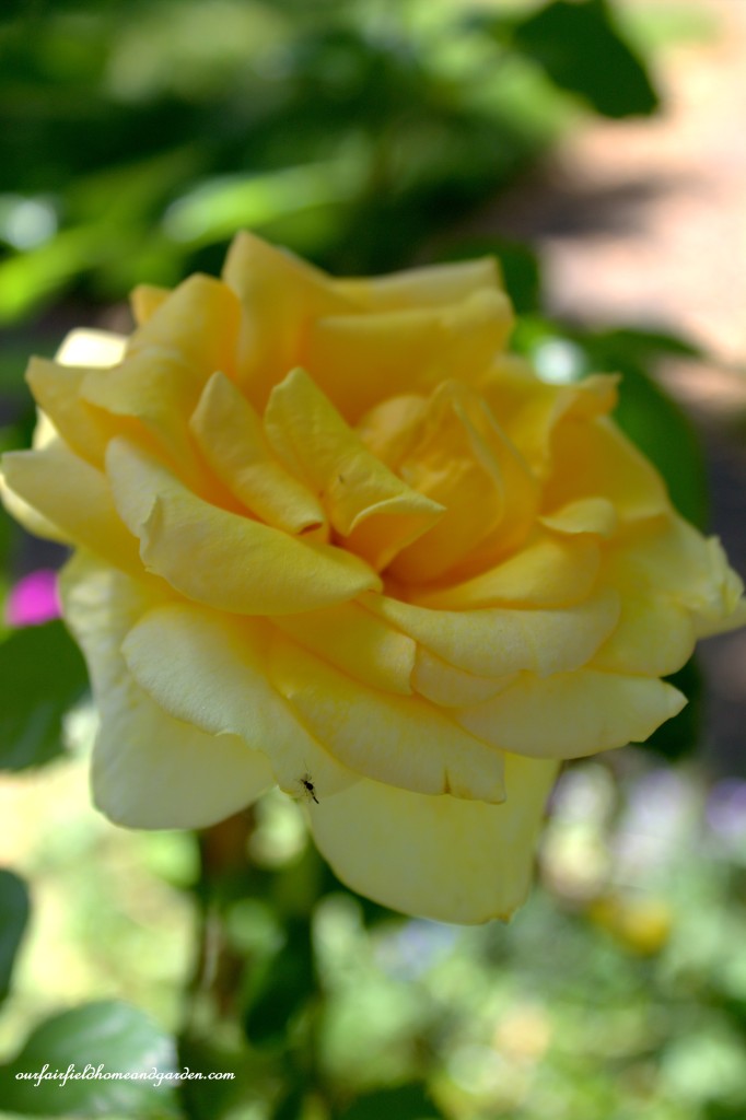 Yellow Rose ~ Cottage In The Roses https://lolajack-global.jp.net/cottage-in-the-roses/
