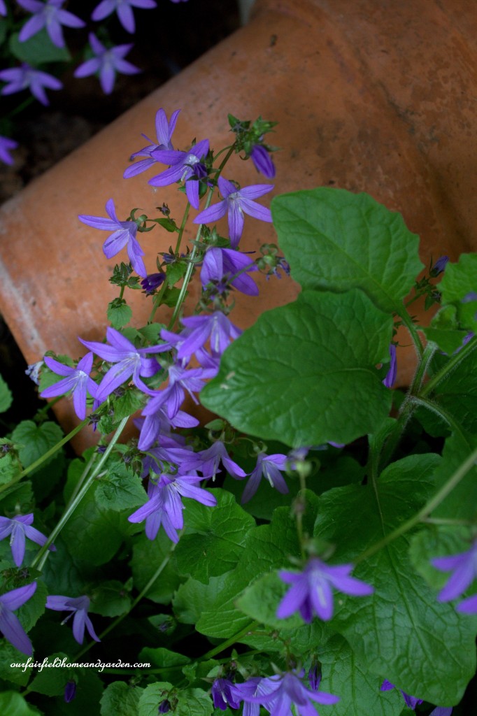 Tiny Campanula ~ Cottage In the Roses https://lolajack-global.jp.net/cottage-in-the-roses/