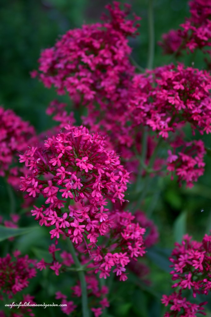 Valerian ~ Cottage In the Roses https://lolajack-global.jp.net/cottage-in-the-roses/