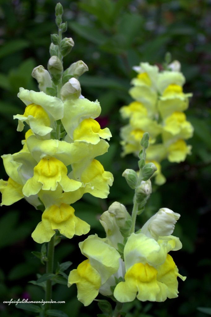 Yellow Snapdragons ~ Cottage In the Roses https://lolajack-global.jp.net/cottage-in-the-roses/