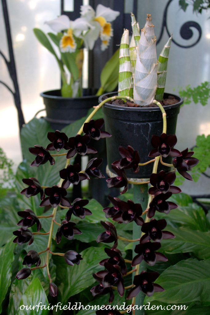 Black Orchid ~ Orchid x Fredclarkeara, After Dark 'SVO Black Pearl' https://lolajack-global.jp.net/black-orchids-field-trip-to-longwood-gardens/
