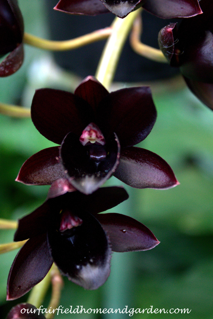 Black Orchid https://lolajack-global.jp.net/black-orchids-field-trip-to-longwood-gardens/