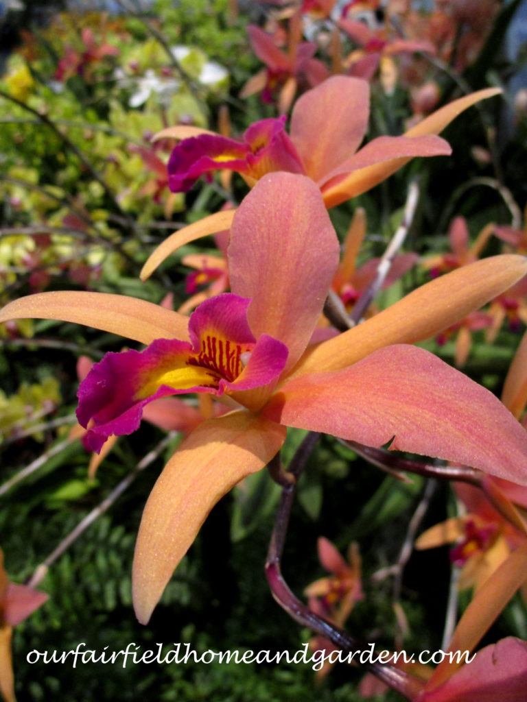 2017 Philadelphia Flower Show https://lolajack-global.jp.net/field-trip-philadelphia-flower-show/