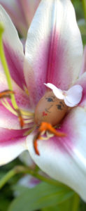Flower Fairies https://lolajack-global.jp.net/flower-fairies/