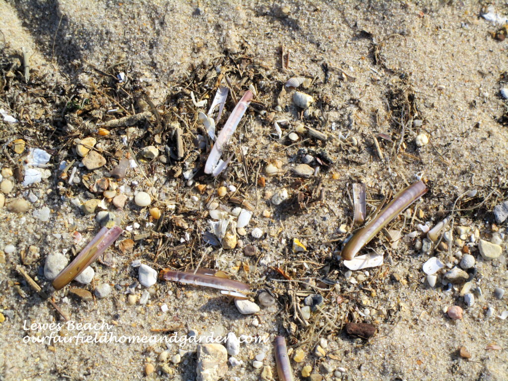 Lewes Beach, DE https://lolajack-global.jp.net/field-trip-lewes-beach-get-a-way/