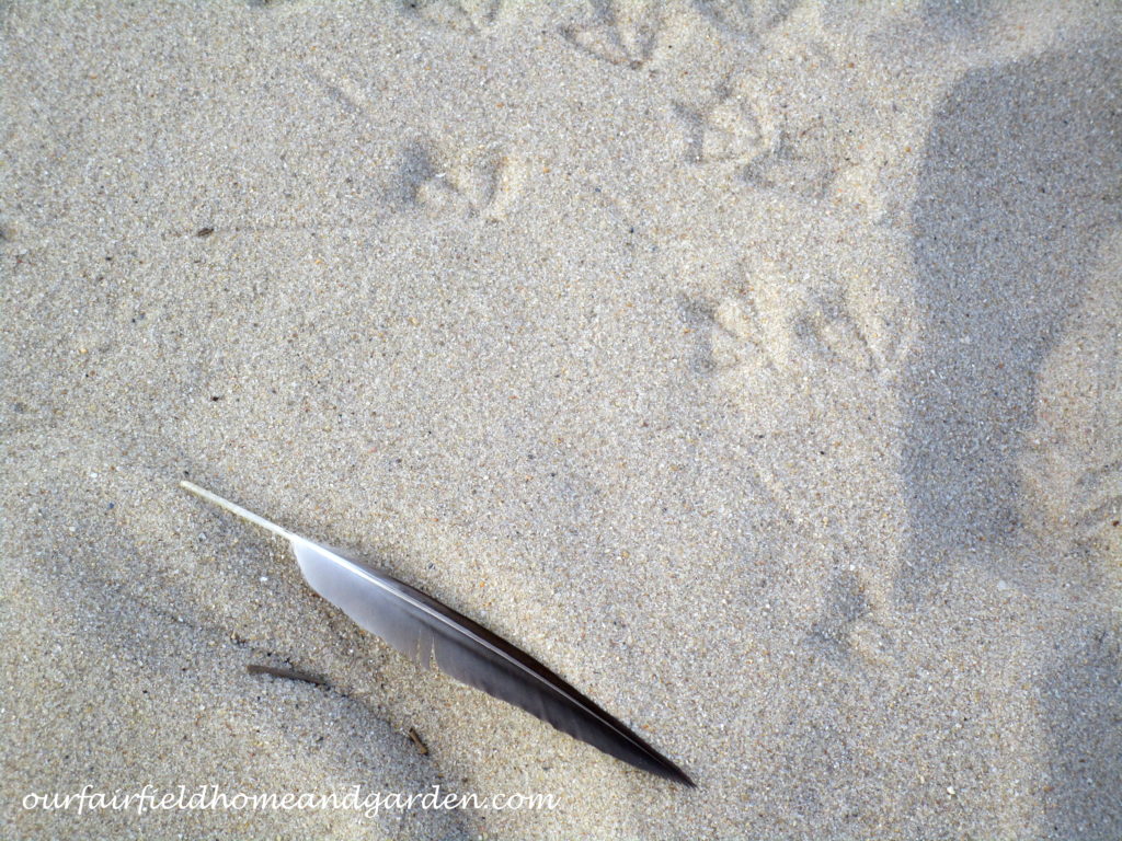 Lewes Beach, DE https://lolajack-global.jp.net/field-trip-lewes-beach-get-a-way/