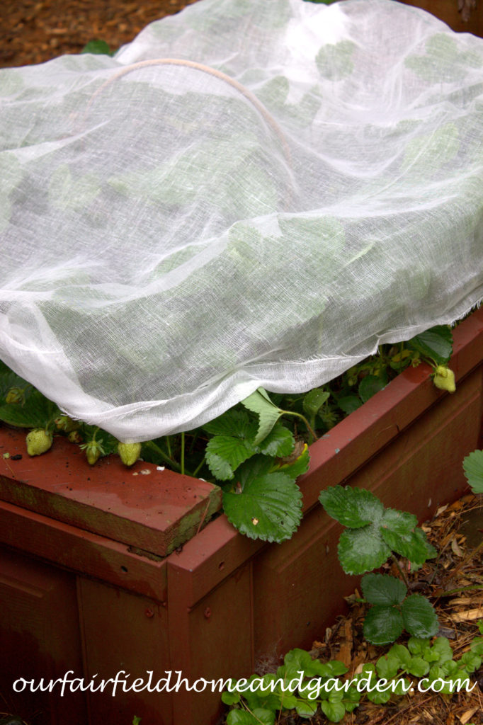 Cheesecloth in the Garden https://lolajack-global.jp.net/cheesecloth-uses-in-the-garden-practical-and-recyclable/