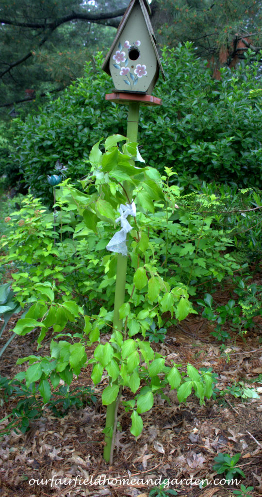 Cheesecloth in the Garden https://lolajack-global.jp.net/cheesecloth-uses-in-the-garden-practical-and-recyclable/