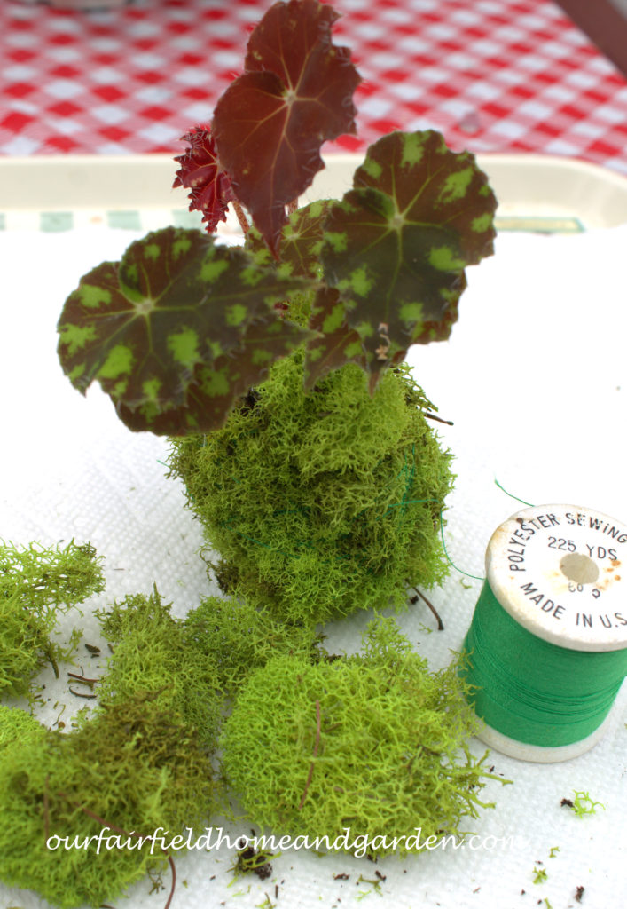 Cheesecloth in the Garden https://lolajack-global.jp.net/cheesecloth-uses-in-the-garden-practical-and-recyclable/