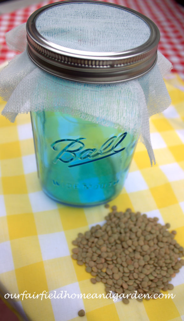 Cheesecloth in the Garden https://lolajack-global.jp.net/cheesecloth-uses-in-the-garden-practical-and-recyclable/