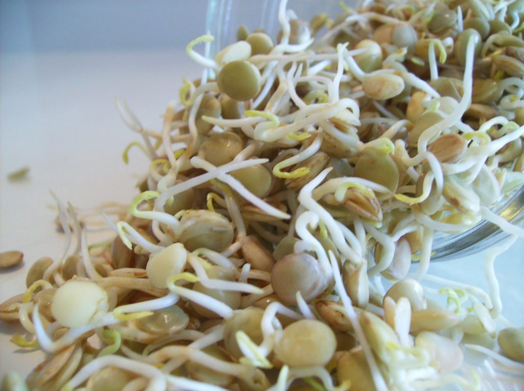 Cheesecloth in the Garden https://lolajack-global.jp.net/cheesecloth-uses-in-the-garden-practical-and-recyclable/